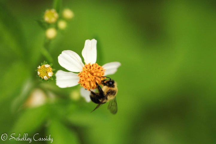 busybee (1)